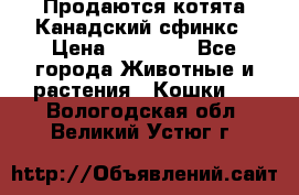 Продаются котята Канадский сфинкс › Цена ­ 15 000 - Все города Животные и растения » Кошки   . Вологодская обл.,Великий Устюг г.